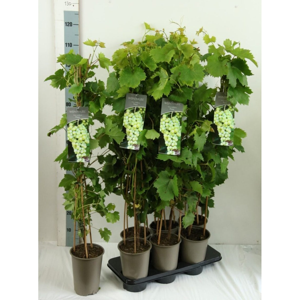 Vinranka – Vitis 'Phönix' - C3 80-100 CM Stick